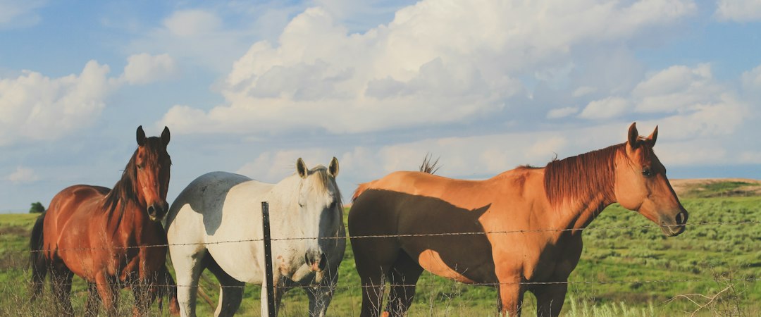 Trois chevaux au pré sous un ciel bleu