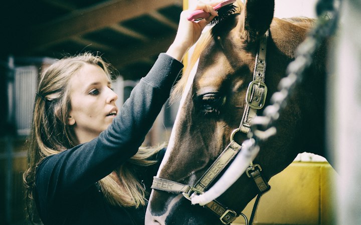 Une cavalière prend soin de son cheval à l'écurie
