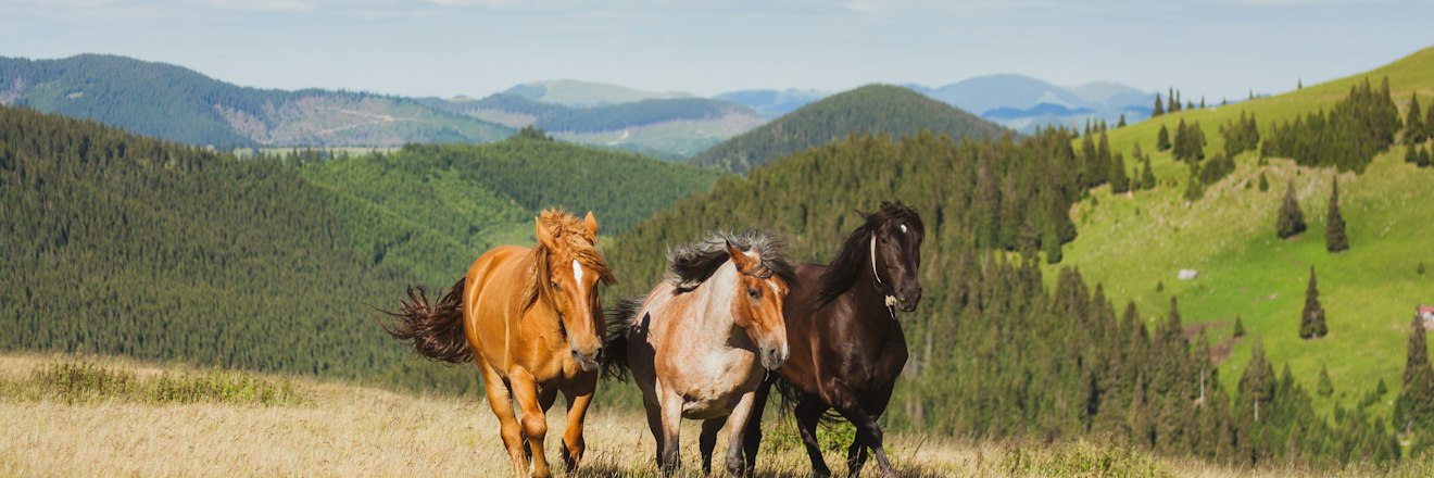 Trois chevaux au galop dans les collines