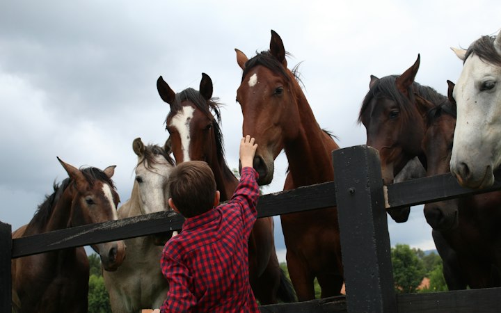 Des chevaux viennent saluer leurs visiteurs à la clôture