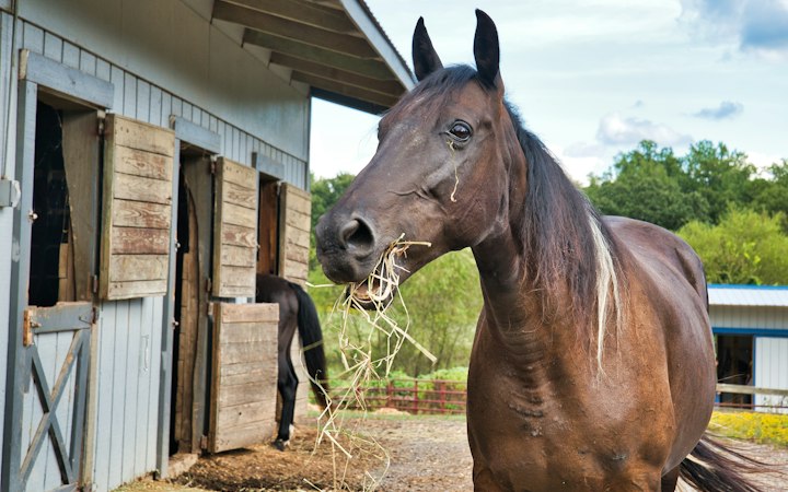 Un cheval mange son foin à la porte de son box